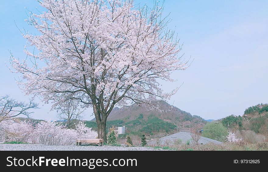 Smartphone Cherry Blossomsã€€ë²šê½ƒã€€æ¡œ True Parents&#x27; Seorak 2017 albums on flickr Seorak 2016 albums on flickr instagram. Smartphone Cherry Blossomsã€€ë²šê½ƒã€€æ¡œ True Parents&#x27; Seorak 2017 albums on flickr Seorak 2016 albums on flickr instagram