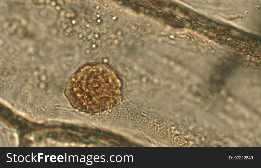 Nucleus Of Living Onion Epidermis Cell