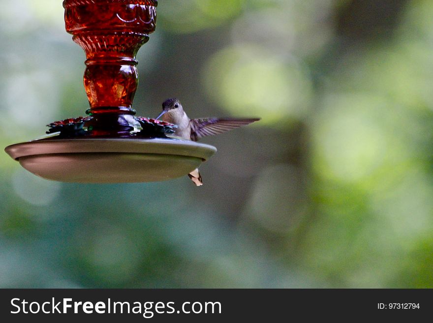 Hummingbird