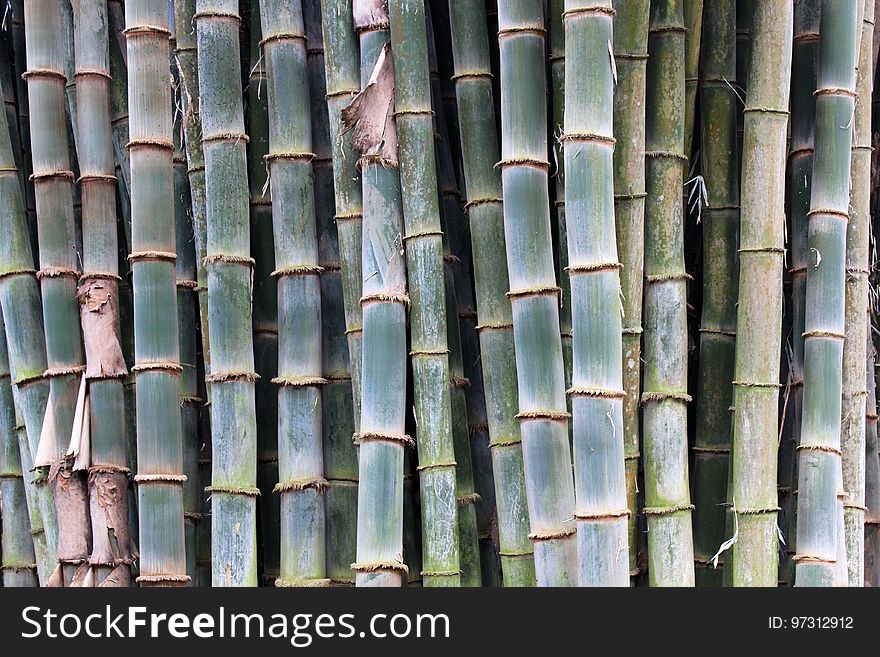 Modern Languages @ FLCC Finger Lakes Community College Study Abroad Program, Costa Rica, Spring 2013. In cooperation with The LEAF Project Learn Spanish and French for FREE www.leaflanguages.org Cultivated bamboo towers above people at Zoo Ave. Alajuela &#x28;La Garita&#x29;, Costa Rica. Modern Languages @ FLCC Finger Lakes Community College Study Abroad Program, Costa Rica, Spring 2013. In cooperation with The LEAF Project Learn Spanish and French for FREE www.leaflanguages.org Cultivated bamboo towers above people at Zoo Ave. Alajuela &#x28;La Garita&#x29;, Costa Rica.