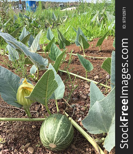 Love how these grow in an empty lot next to my dentist&#x27;s office. They probably started as someone&#x27;s tossed melon into an empty field. Love how these grow in an empty lot next to my dentist&#x27;s office. They probably started as someone&#x27;s tossed melon into an empty field.