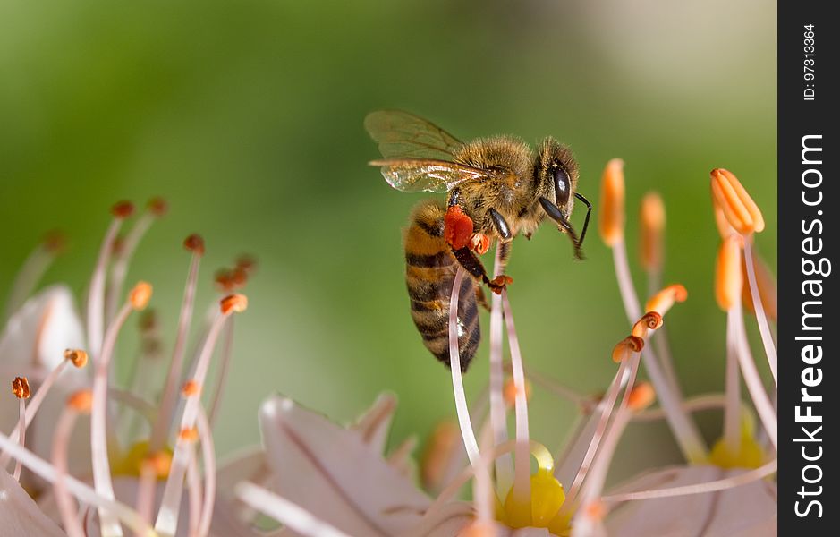 Bee On White Flower