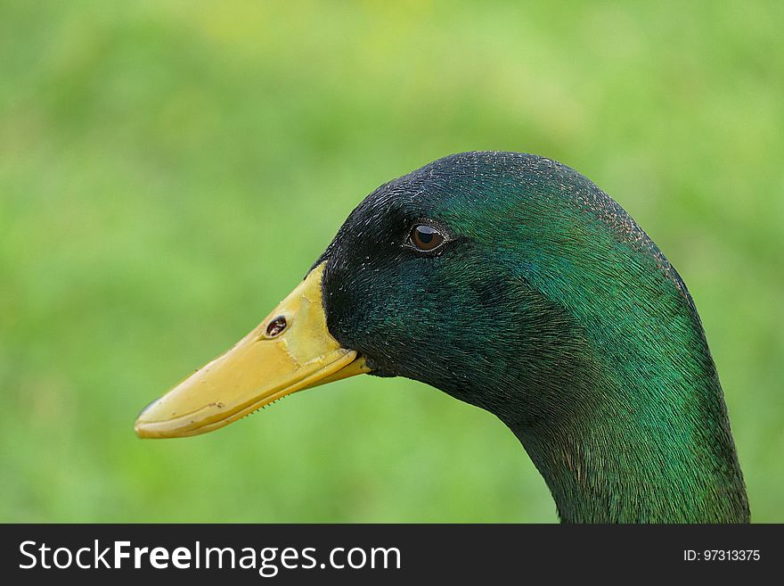 Black and Green Beack Bird