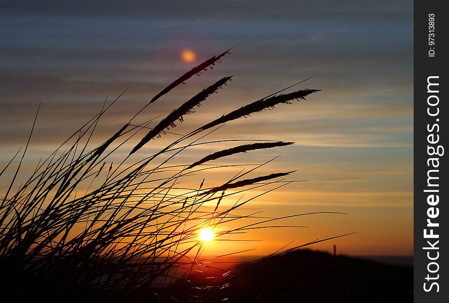 Silhouette Image of Fountain Grass during Sunset in Close Up Photography
