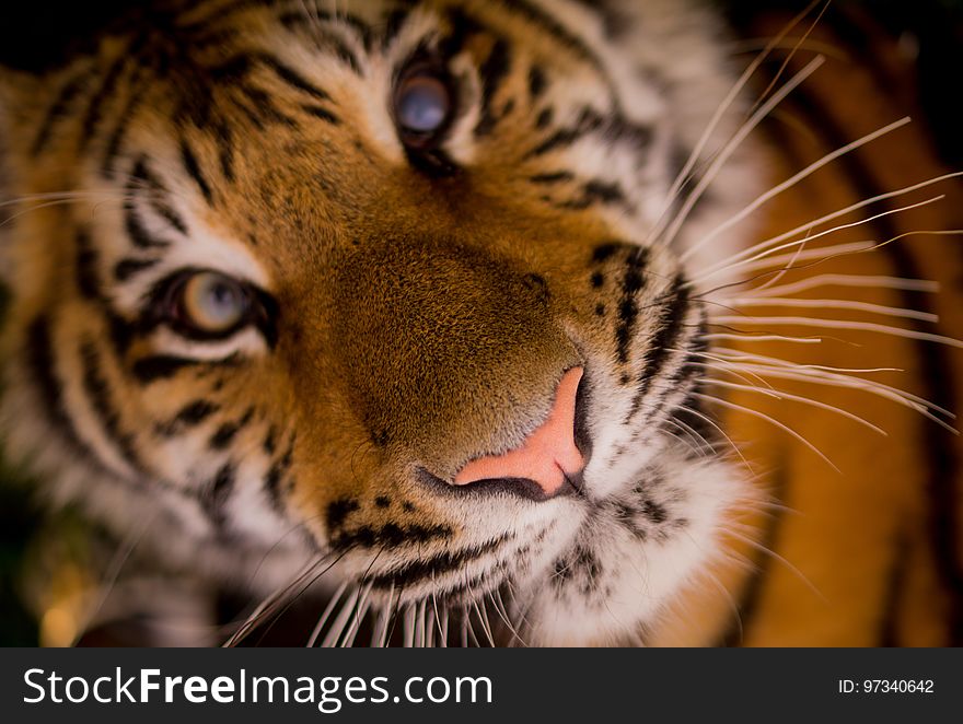 Wildlife, Face, Tiger, Whiskers