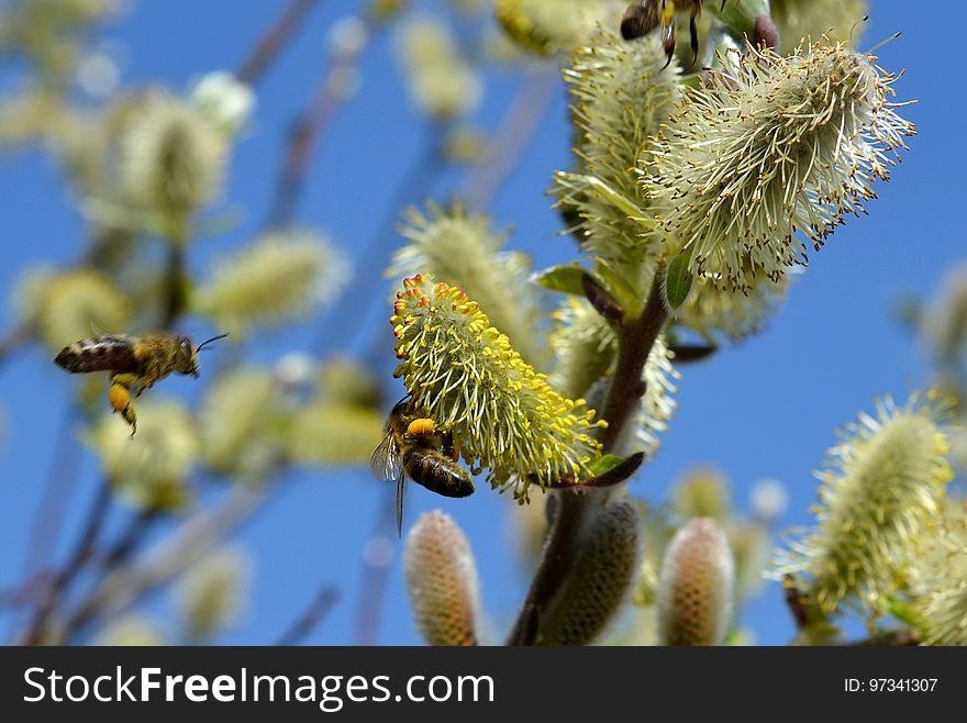 Honey Bee, Bee, Flora, Vegetation