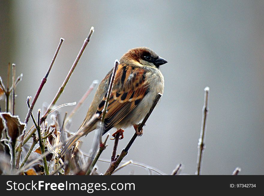 Bird, Sparrow, House Sparrow, Fauna