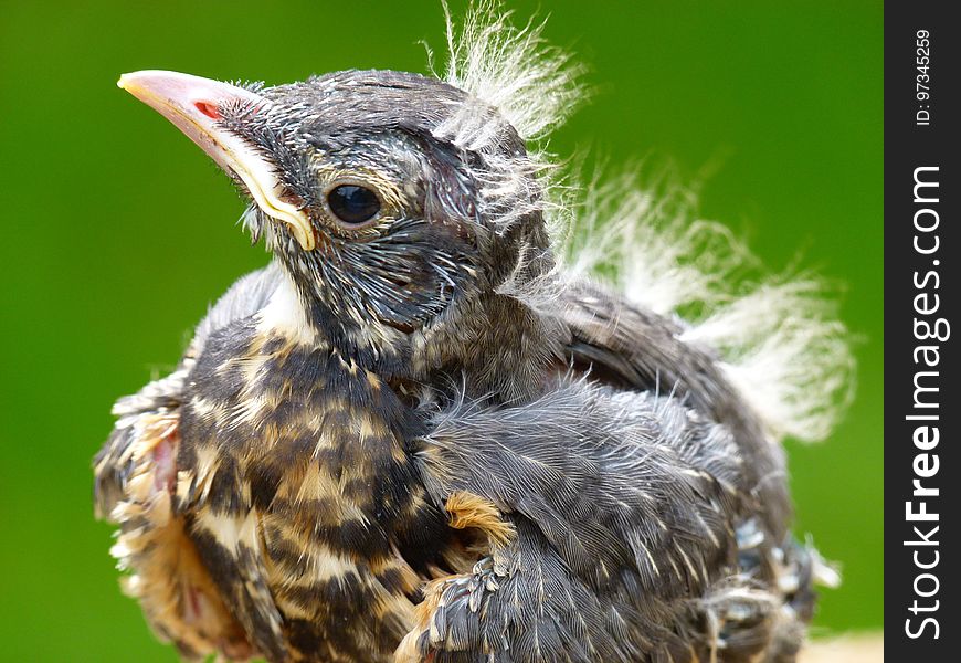 Bird, Beak, Fauna, Close Up