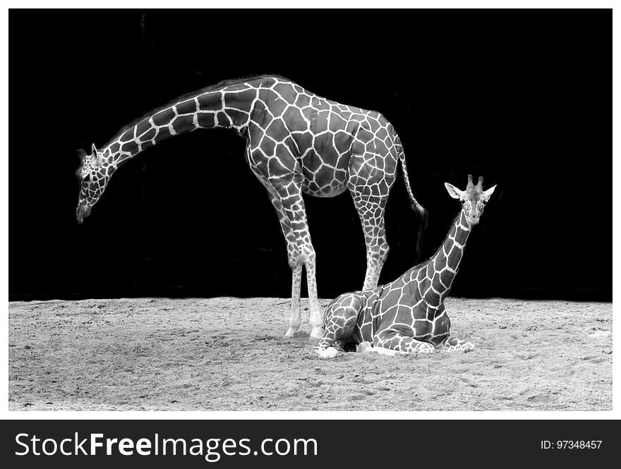 Giraffe, Giraffidae, Black And White, Mammal