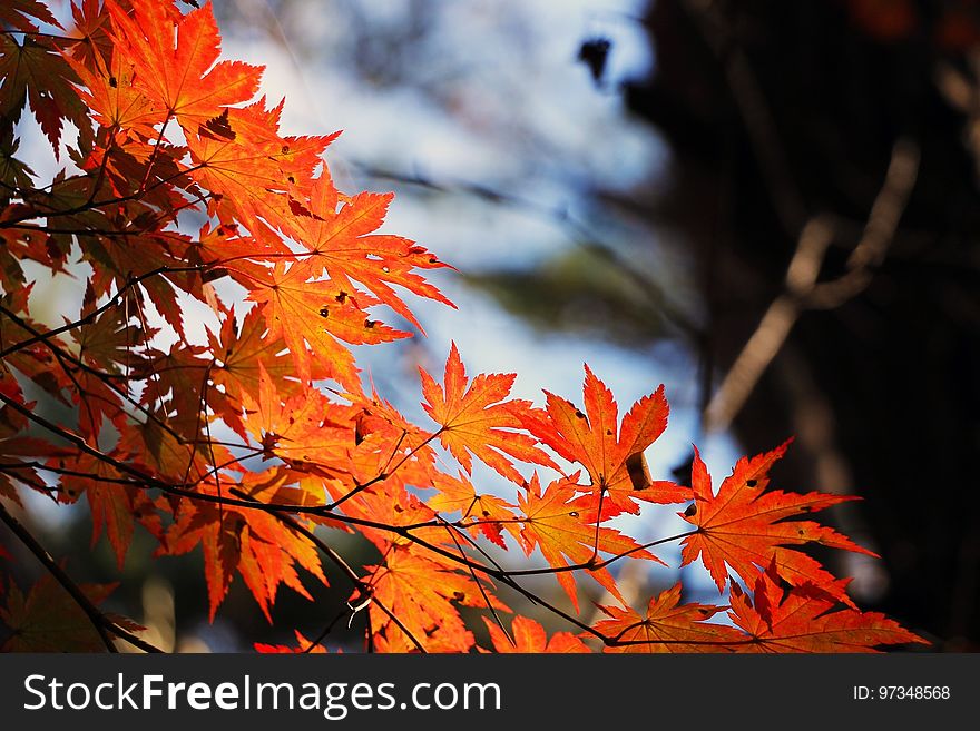 Maple Leaf, Leaf, Autumn, Maple Tree