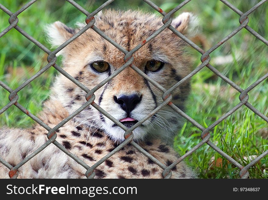 Cheetah, Wildlife, Terrestrial Animal, Fauna