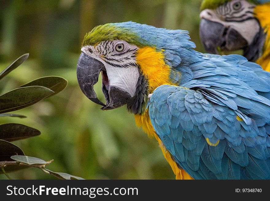 Bird, Beak, Macaw, Parrot