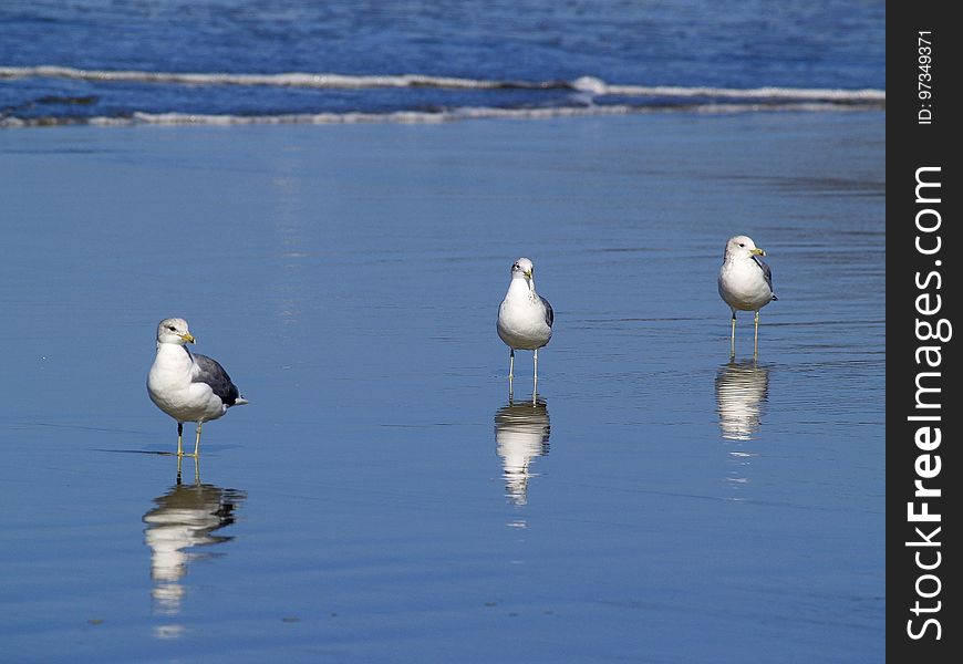 Bird, Seabird, Fauna, Shore