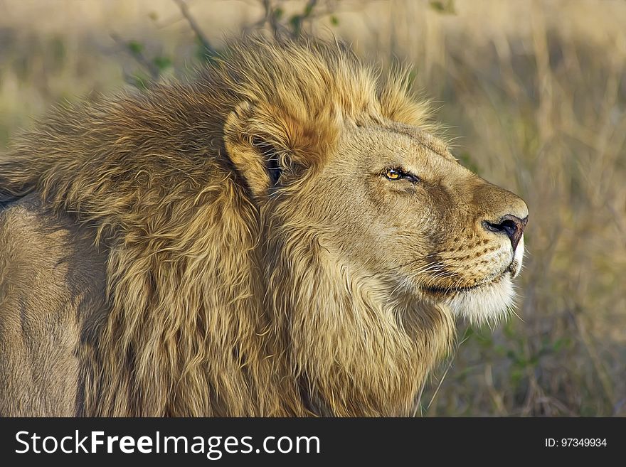 Wildlife, Lion, Terrestrial Animal, Wilderness