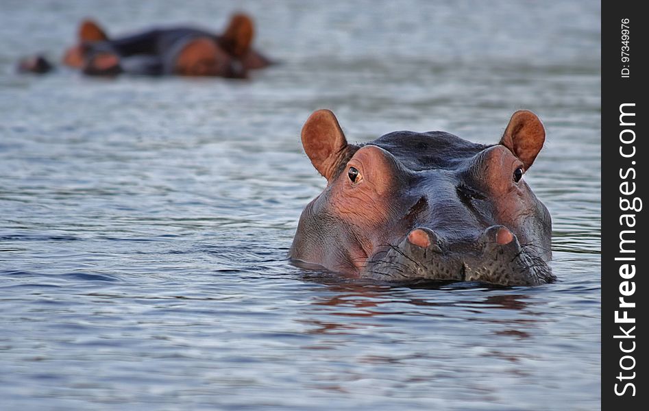 Hippopotamus, Wildlife, Fauna, Snout