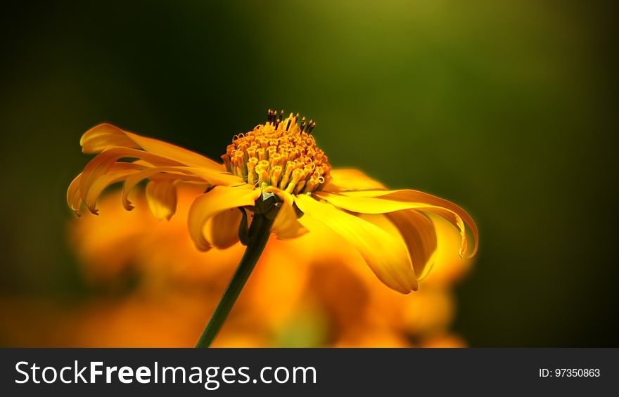 Flower, Yellow, Nectar, Close Up