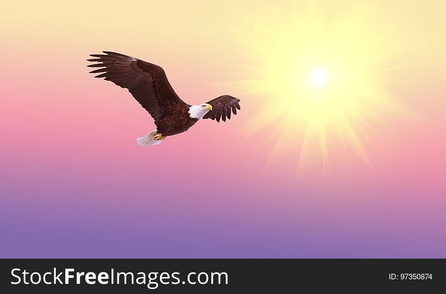Eagle, Bird Of Prey, Accipitriformes, Sky