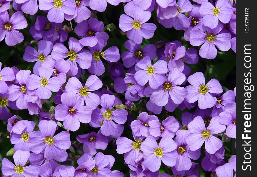 Flower, Aubretia, Plant, Violet
