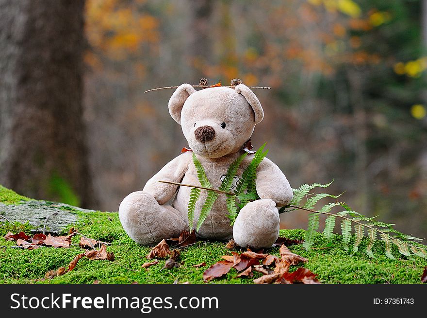 Teddy Bear, Grass, Snout, Stuffed Toy