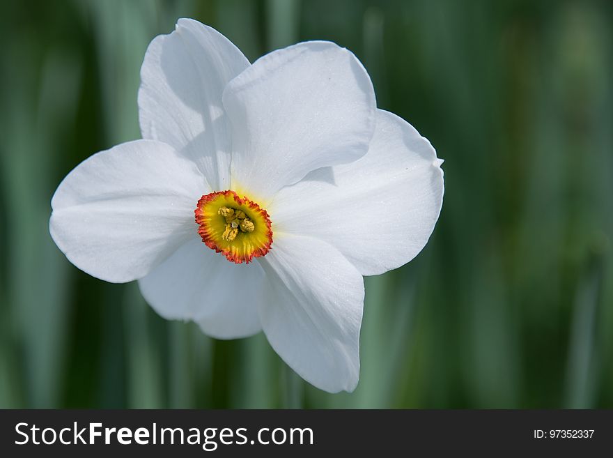Flower, Flowering Plant, Plant, Narcissus
