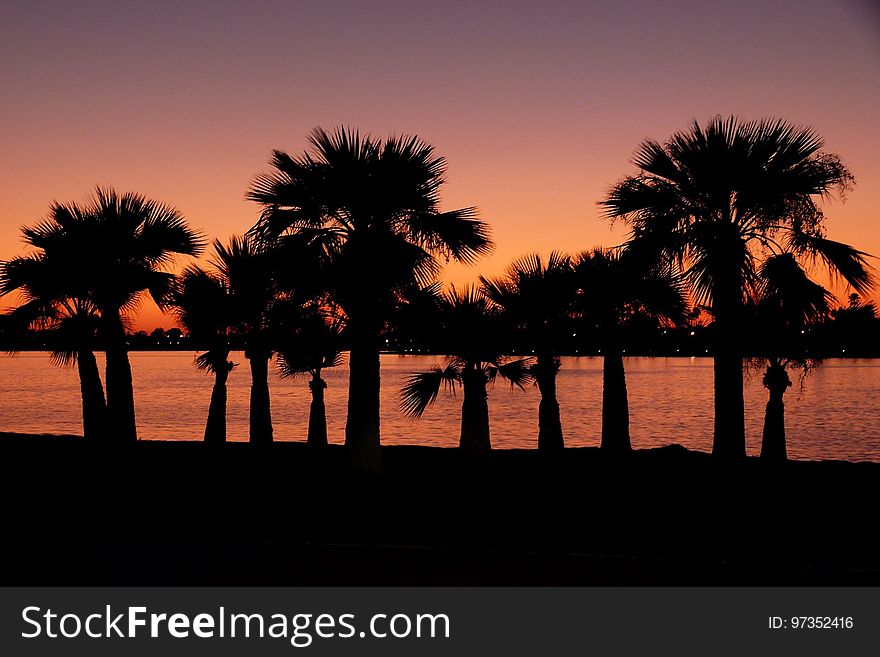 Sky, Sunset, Palm Tree, Arecales