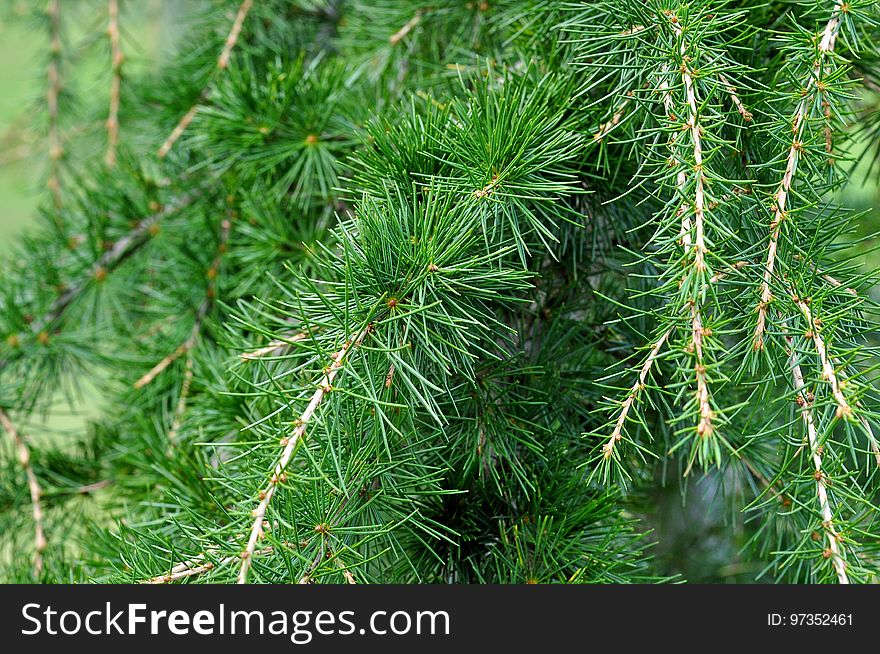 Tree, Ecosystem, Pine Family, Vegetation