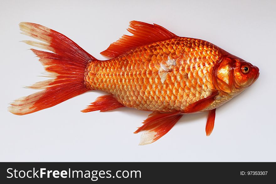 Orange, Goldfish, Fish, Bony Fish