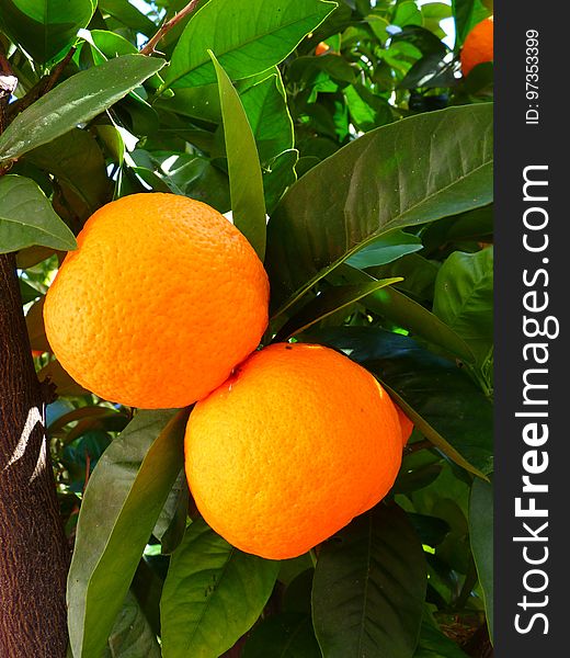 Citrus, Fruit, Bitter Orange, Valencia Orange