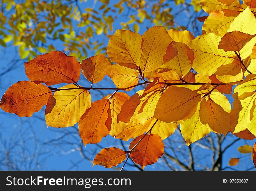 Leaf, Autumn, Deciduous, Branch