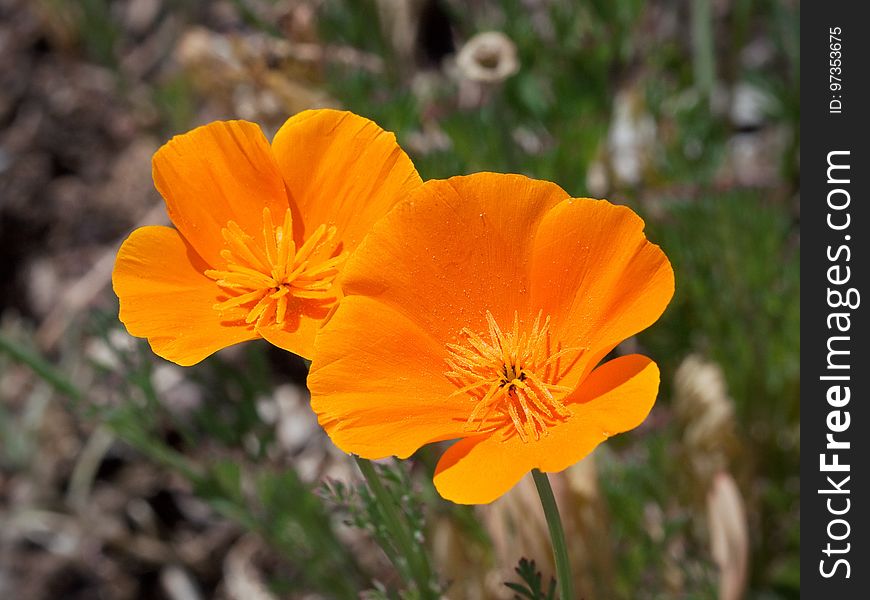 Flower, Eschscholzia Californica, Wildflower, Plant