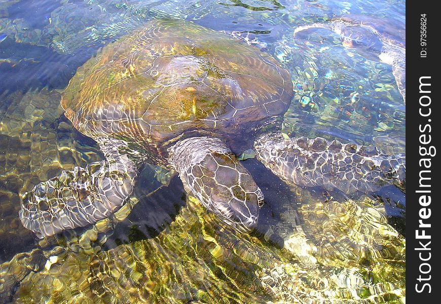 Sea Turtle, Turtle, Loggerhead, Water