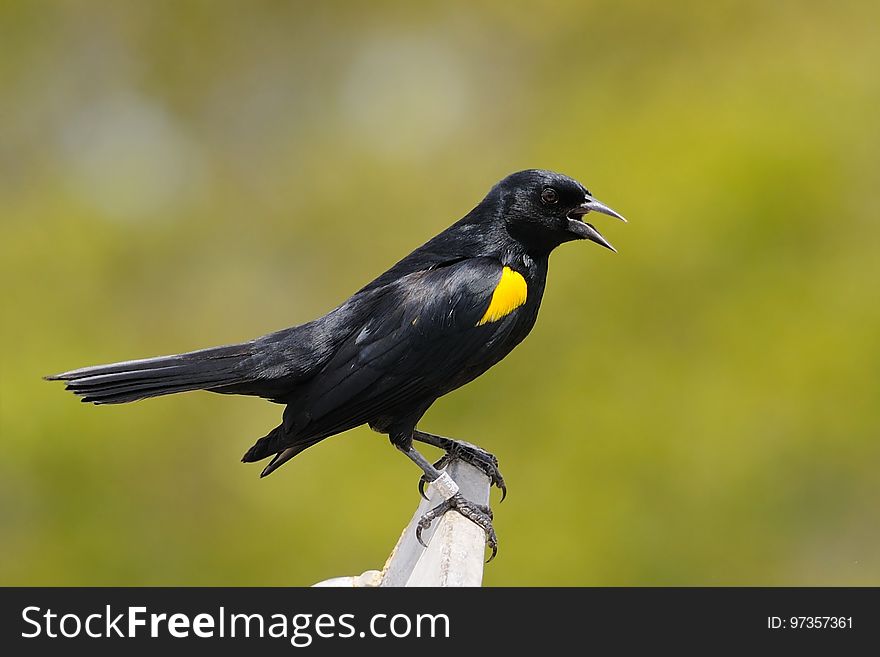 Bird, Beak, Fauna, Blackbird
