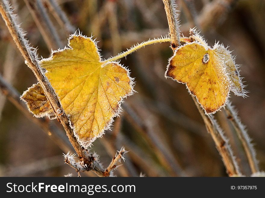 Leaf, Branch, Twig, Plant Stem