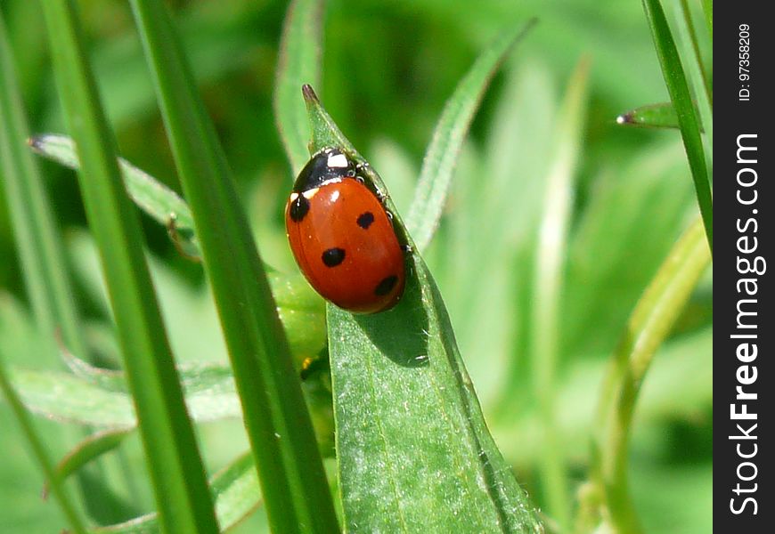 Insect, Ladybird, Beetle, Fauna