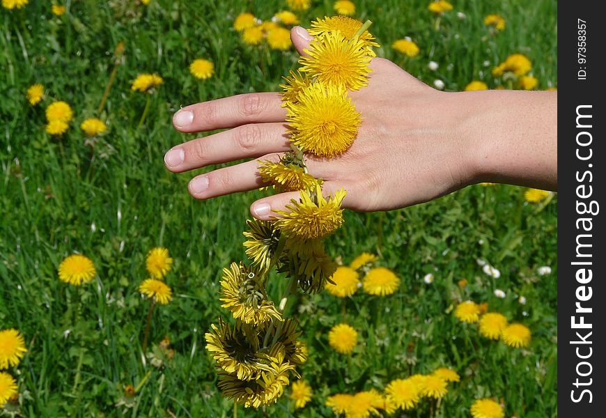 Flower, Yellow, Dandelion, Chamaemelum Nobile