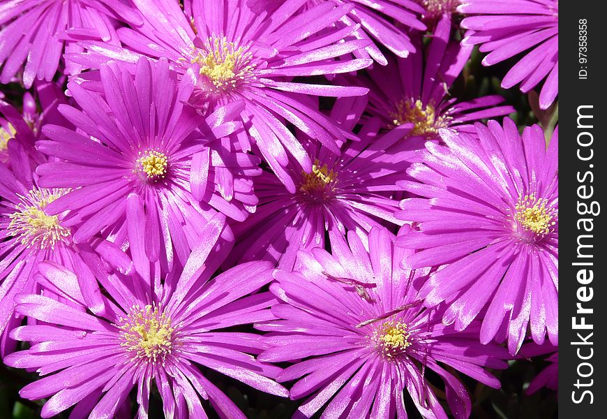 Flower, Aster, Purple, Ice Plant