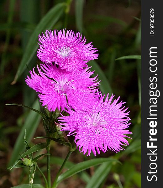 Flower, Plant, Flora, Purple