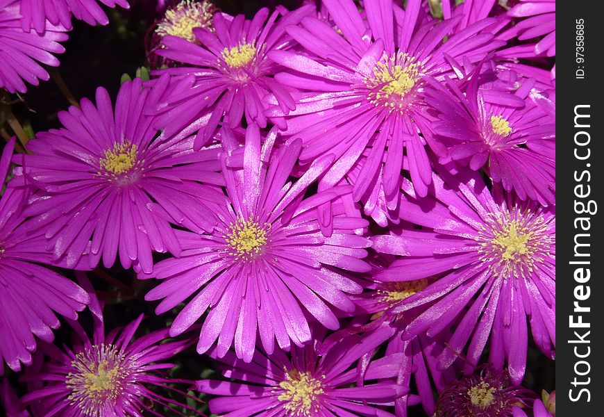 Flower, Aster, Purple, Ice Plant