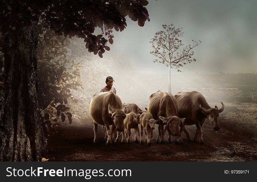 Herd, Cattle Like Mammal, Horn, Grazing