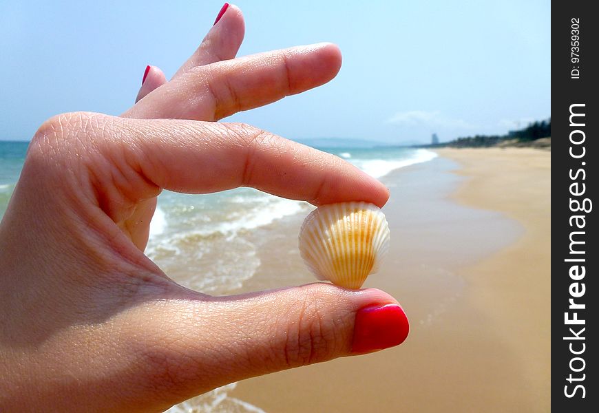 Seashell, Hand, Finger, Sand