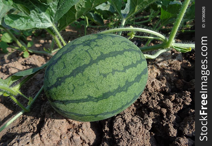 Melon, Watermelon, Cucumber Gourd And Melon Family, Plant