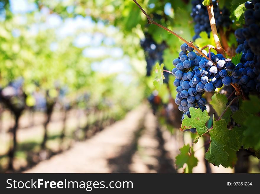 Grape, Grapevine Family, Vitis, Fruit