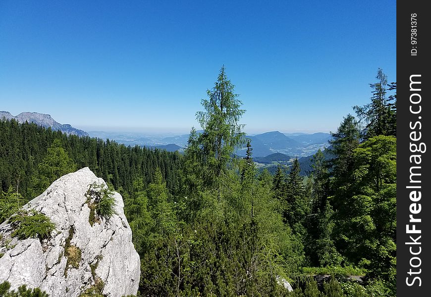 Bavarian forests