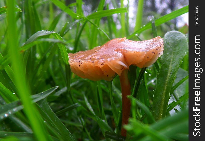 Tiny Toadstool In The Rain