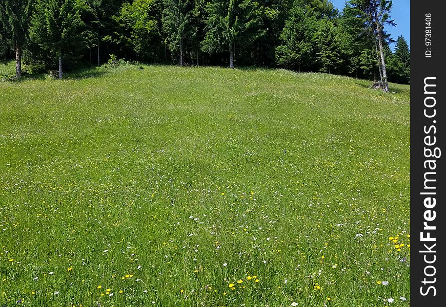 Field of wildflowers