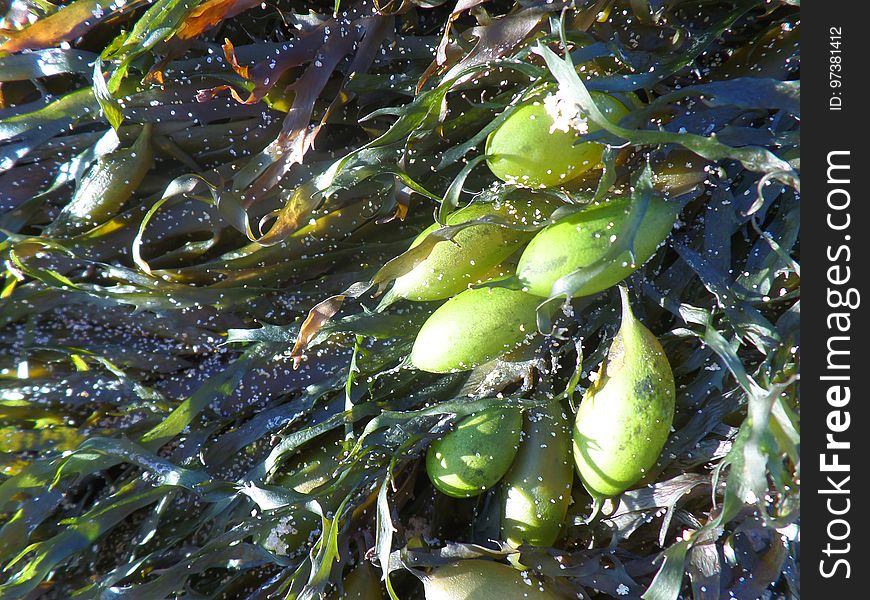 Sandy Seaweed