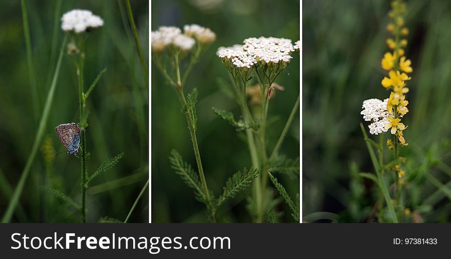 Achillea Millefolium