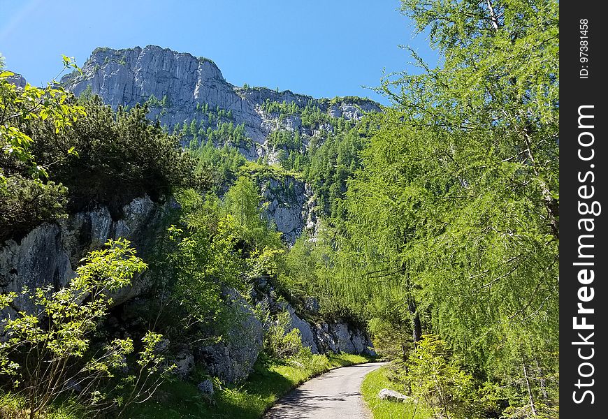 Lush mountain trail