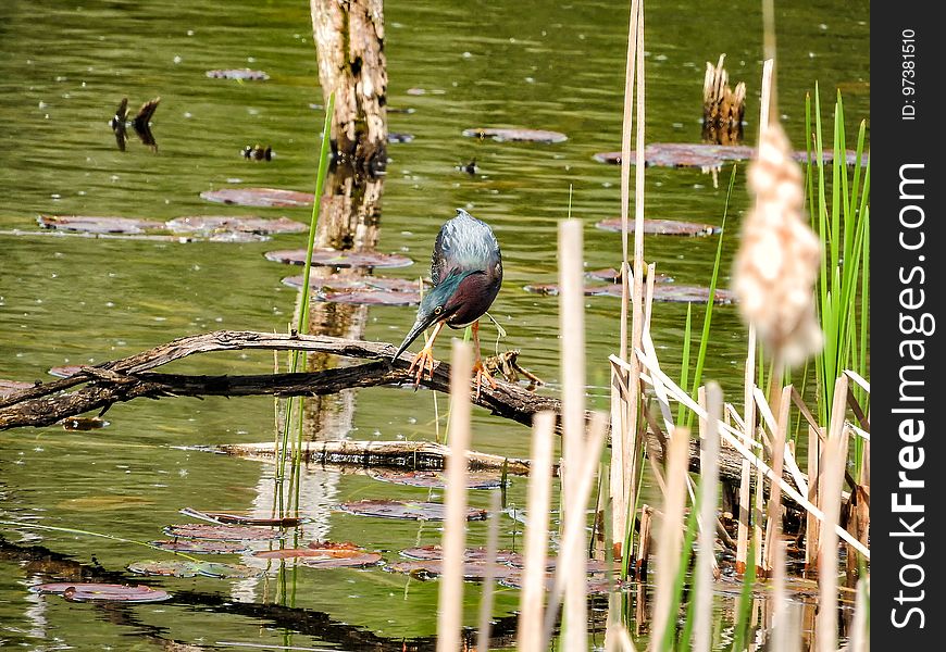 Oiseau &#x28;HÃ©ron Vert&#x29; 1116