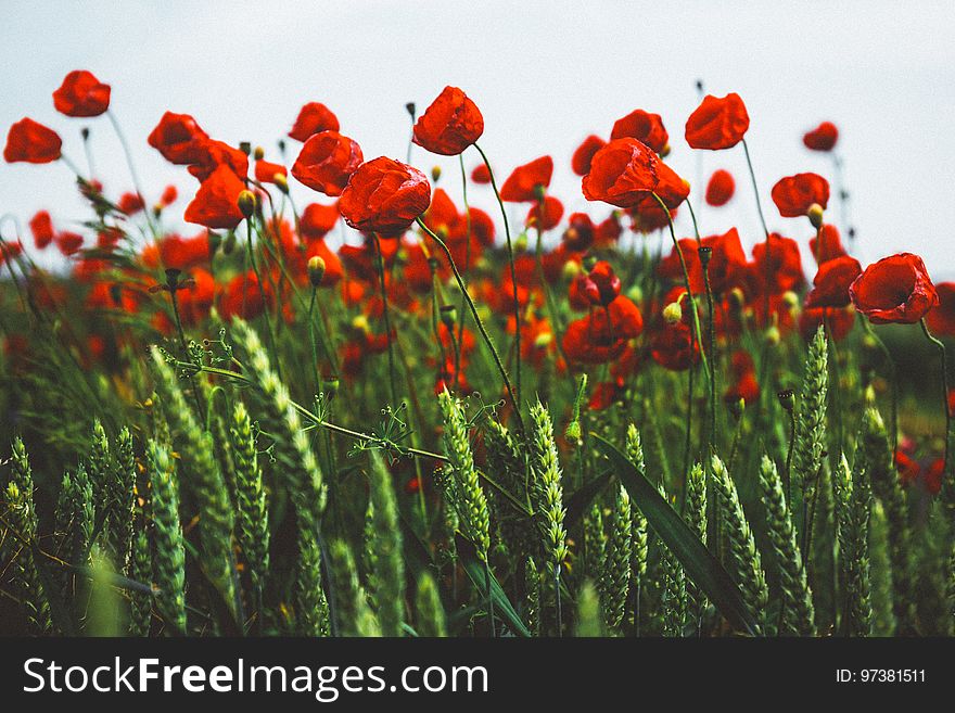 Poppies on a windy day